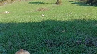 Balaton, Maďarsko