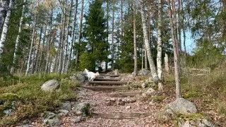 Fotr ve Finsku, design