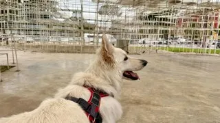 Fotr na tripu 11, Tirana