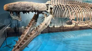 Fotr na tripu 10, dinosauři