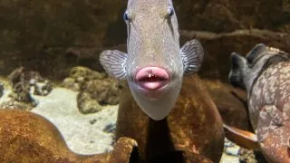 Dacia Bigster, trip Itálie,Acquario Livorno