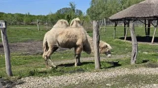 Žitný ostrov, Malkia na kole