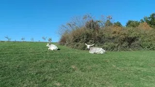 Balaton, Maďarsko