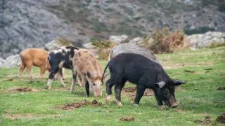 Dacia Bigster, trip Itálie, Bruncu Spina