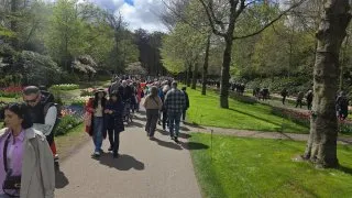 Keukenhof