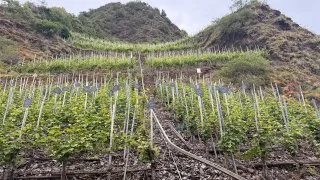 Fotr na tripu 11, Bernkastel-Kues a okolí