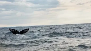 Fotr na tripu 10, velryby