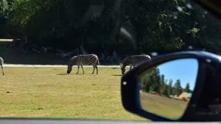 Safari Serengeti Park