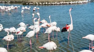 Ford trip, Camargue