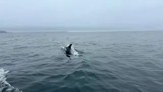 Fotr na tripu 10, Newfoundland