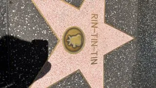 Fotr na tripu 12, Hollywood