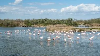 Ford trip, Camargue