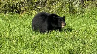 Fotr na tripu 10, medvědi