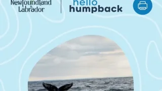 Fotr na tripu 10, velryby