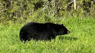 Fotr na tripu 10, medvědi