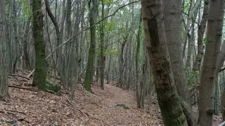 Devínská Kobyla