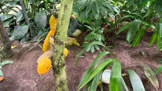 Fotr 11, Helsinky, čokoládovna