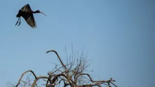 Ford trip, Camargue