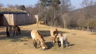 Zoo Praha