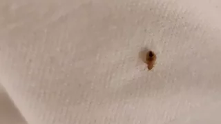 Štěnice v pokoji a nekalá praktika Bookingu nás stály přes 15 tisíc i dovolenou. Řešíme to doteď