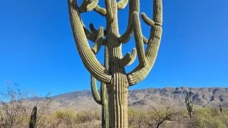 NP Saguaro