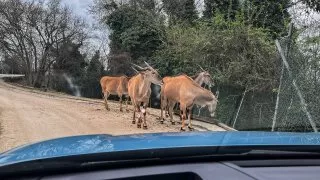 Ford trip, Parco Natura Viva