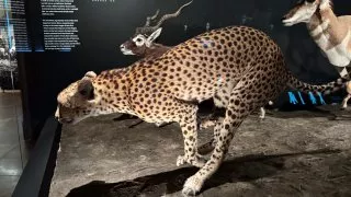 Národní muzeum Praha