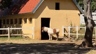 Slovinsko trip - hřebčín Lipica