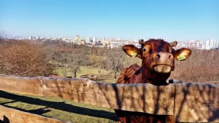 Toulcův dvůr uprostřed Prahy plný zvířat i akcí: Místo, kde se město potkává s přírodou