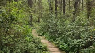 Forks, Twilight