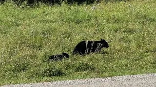 Fotr na tripu 10, medvědi