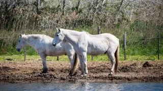 Ford trip, Camargue