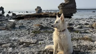 Fårö: Ostrov, kde Bergman mluvil s kameny a Tarantino škemral o postel