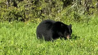 Fotr na tripu 10, medvědi
