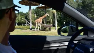 Safari Serengeti Park
