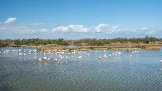 Ford trip, Camargue