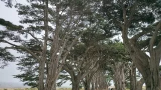 San Francisko