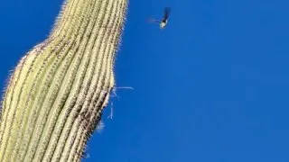 NP Saguaro