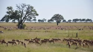 Safari v srdci Afriky