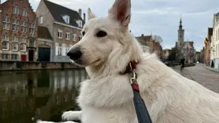 Fotr na tripu 11, Bruggy