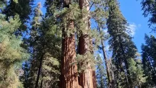 Kalifornský národní park Sequoia