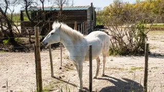 Ford trip, Camargue