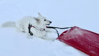 Fotr za polárním kruhem
