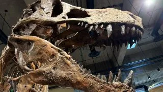 Fotr na tripu 10, dinosauři