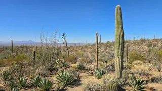 NP Saguaro