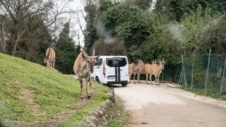 Ford trip, Parco Natura Viva