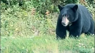 Fotr na tripu 10, medvědi