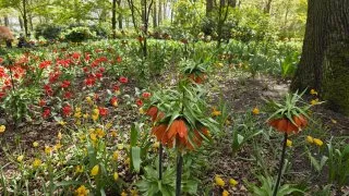 Keukenhof