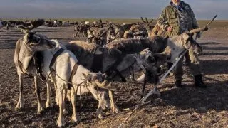 Očkování sobů aneb Jamalská korida