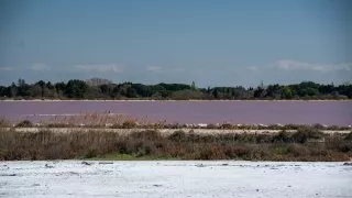 Ford trip, Camargue